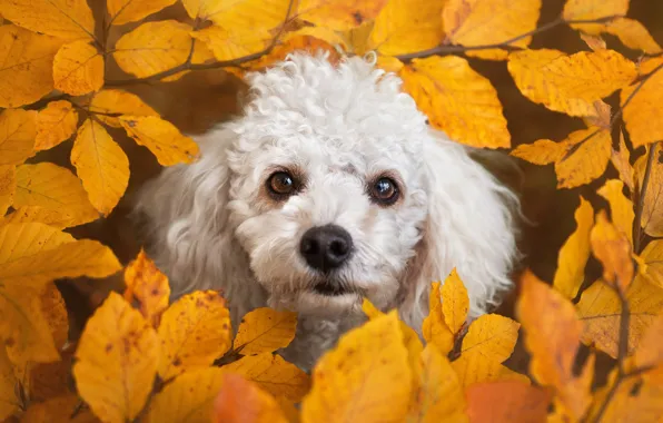 Autumn, look, leaves, branches, foliage, portrait, dog, yellow