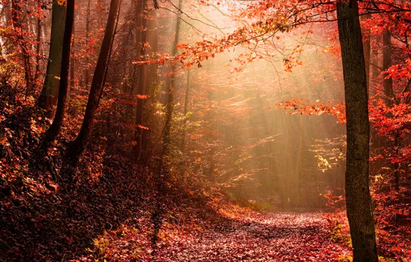 Picture autumn, forest, light, nature