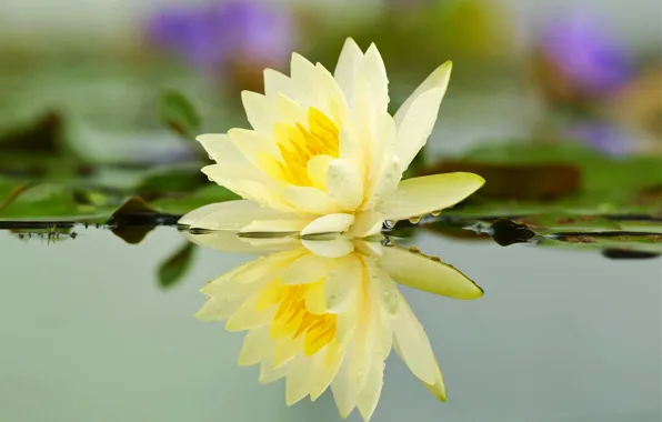 Picture flower, water, drops, pond, river, Lily, petals