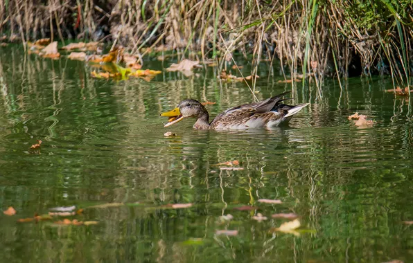 Birds, river, duck, Mallard, photohunt