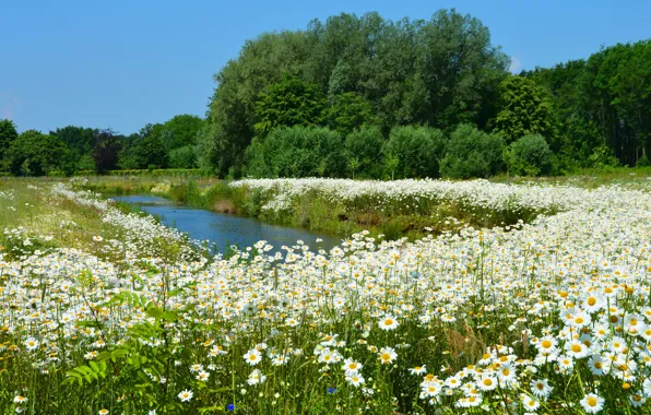 Picture summer, trees, flowers, pond, thickets, shore, glade, chamomile