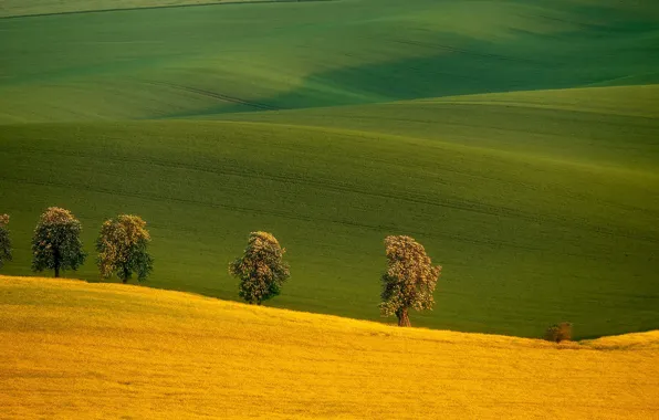 Picture trees, field, Czech Republic, Czech Republic, South Moravia, South Moravia