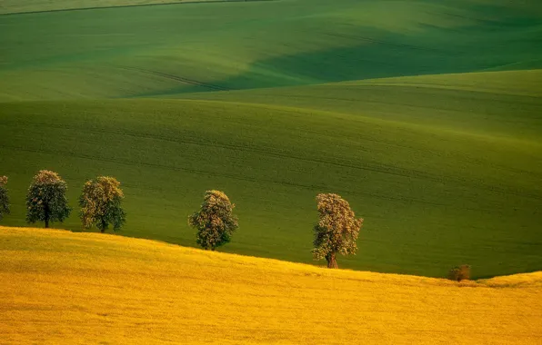 Trees, field, Czech Republic, Czech Republic, South Moravia, South Moravia