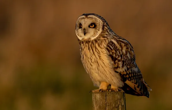 Picture sunset, background, owl, bird, post, the evening, feathers, bokeh
