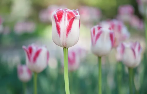 Picture spring, garden, tulips