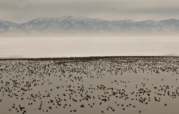 Winter, mountains, lake, snow, valley, geese