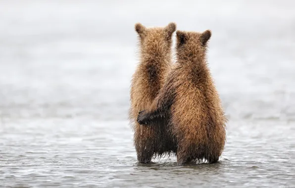Animals, bear, bears, hugs