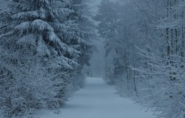 Winter, forest, snow, fog, morning, frost