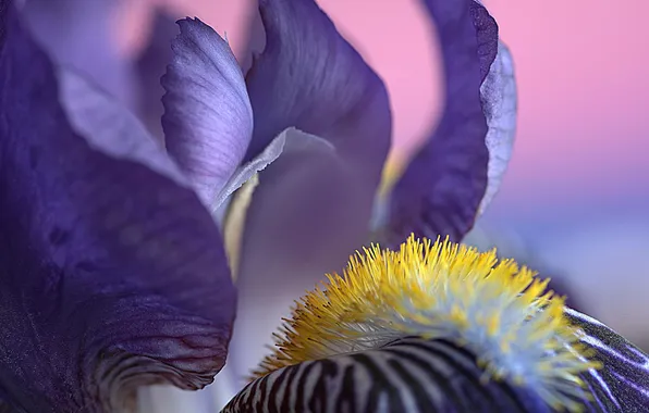 Picture flower, macro, lilac, iris