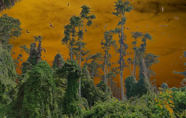 The sky, trees, clouds, bats