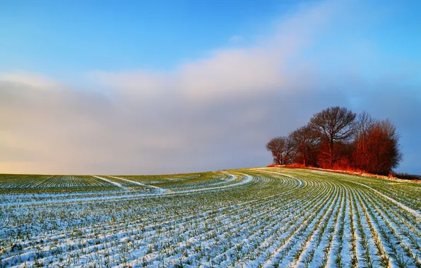 Picture field, snow, trees, nature, hill