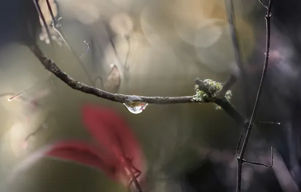 Picture macro, drop, branch