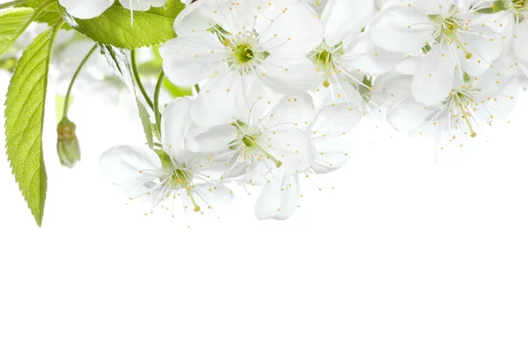 Picture leaves, flowers, cherry