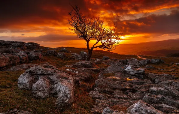 Picture the sky, landscape, sunset, tree