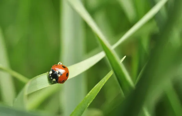 Grass, ladybug, green