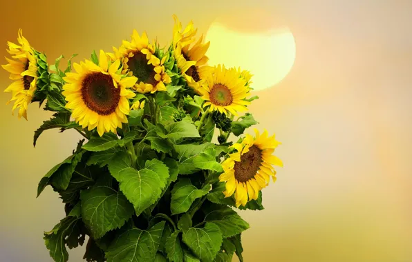 Sunflowers, flowers, background