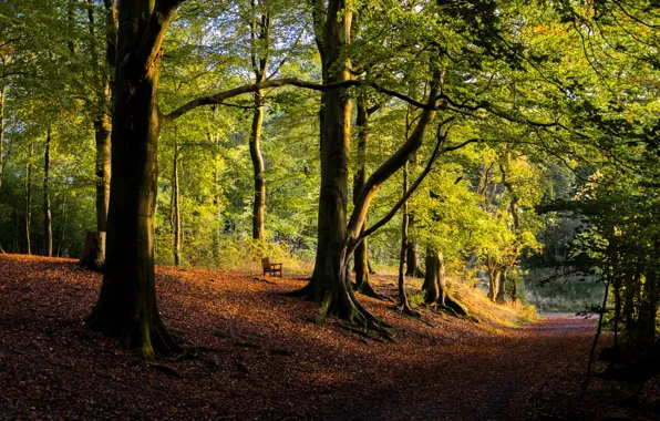 Picture road, trees, landscape, nature, leaves, bench, plants, path