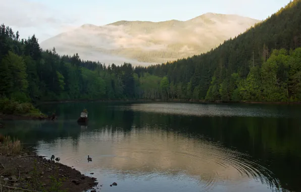 Picture forest, lake, mountain, duck, morning