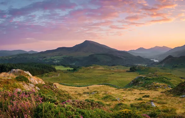 Wallpaper flowers, morning, mountains, fog, tops, field, meadow, dal