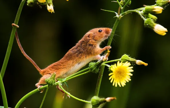 Flowers, mouse, tail, the mouse is tiny