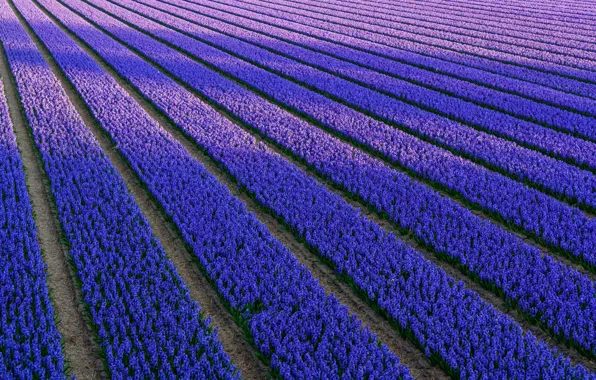 Picture flowers, Field, blue, lilac, hyacinths