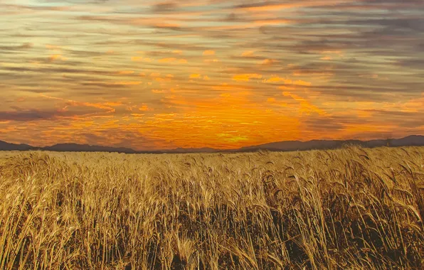 Field, summer, the sky, clouds, sunset, rye, dal, space