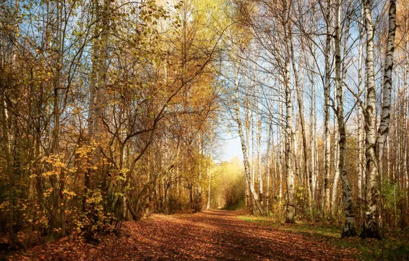 Road, autumn, forest, light, trees, branches, nature, trunks
