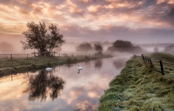 Picture grass, trees, fog, river, dawn, fence, swans