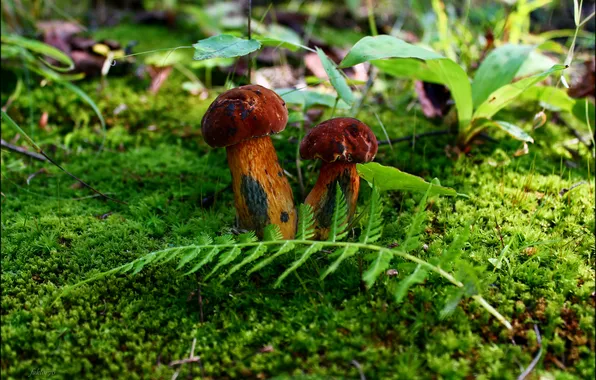 Macro, mushrooms, moss, fern, Sergey Valerievich, toxic over the top