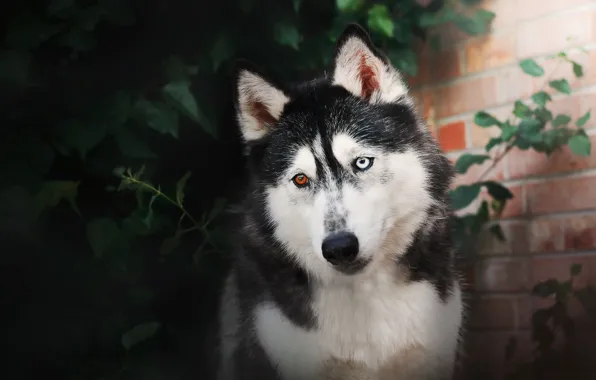 Picture each, look, dog