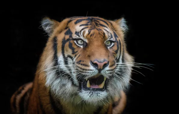 Tiger, background, beast