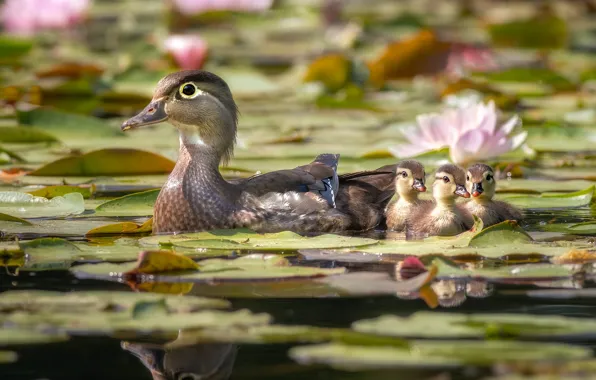 Flowers, birds, pond, reflection, duck, kids, ducklings, mom