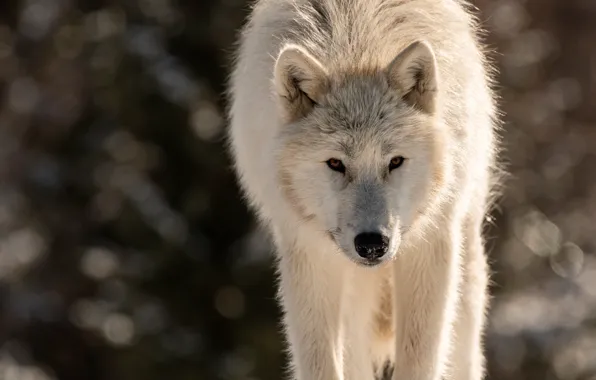 White, look, face, light, nature, pose, wolf, portrait