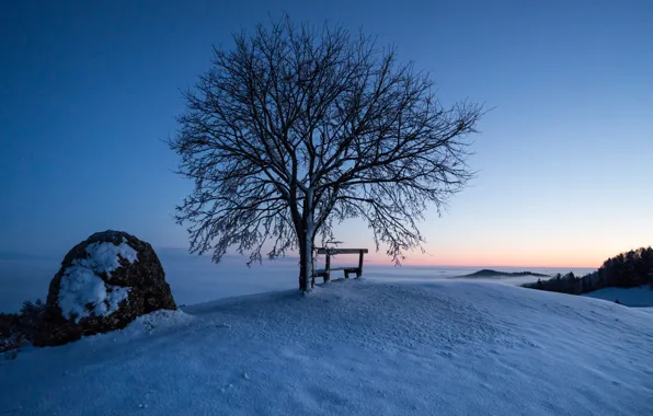 Winter, snow, trees, bench