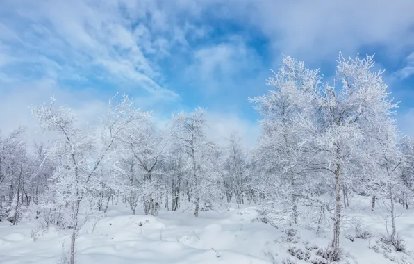 Winter, frost, forest, clouds, snow, trees, branches, nature