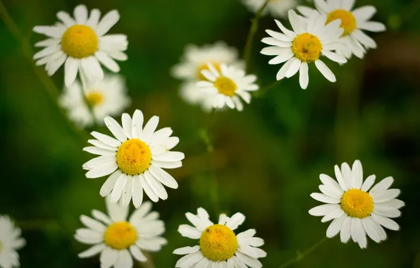 Flowers, nature, chamomile