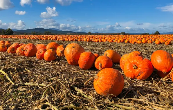 Field, autumn, clouds, nature, blue, dal, harvest, pumpkin
