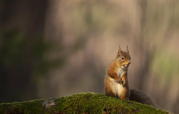 Nature, pose, background, moss, walnut, protein, stand, mining