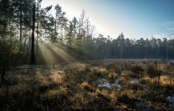 Forest, swamp, morning, Germany, Large dittmannsdorf