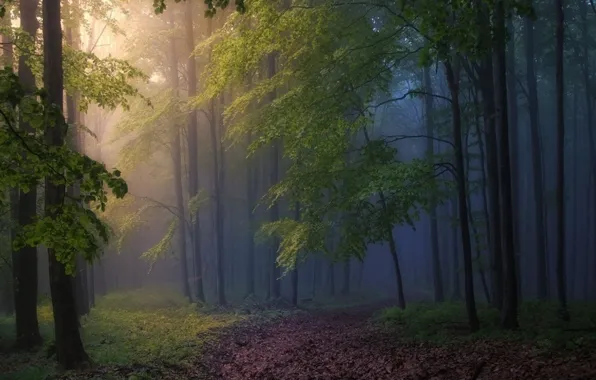 Picture forest, trees, nature, fog