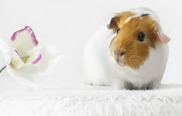 Flower, look, white background, white, fur, Guinea pig, red, face
