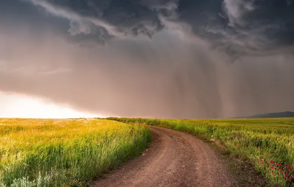Picture road, field, summer