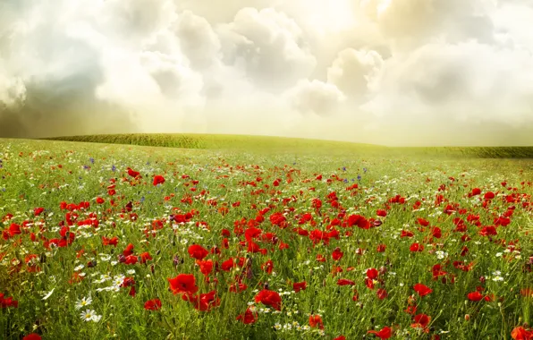 Field, the sky, clouds, flowers, Maki, chamomile, plants, red
