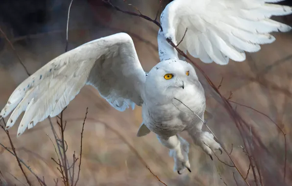 Flight, nature, owl, bird, wings, white, flies, stroke