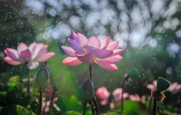 The sun, flowers, nature, glare, pink, Lotus, bokeh