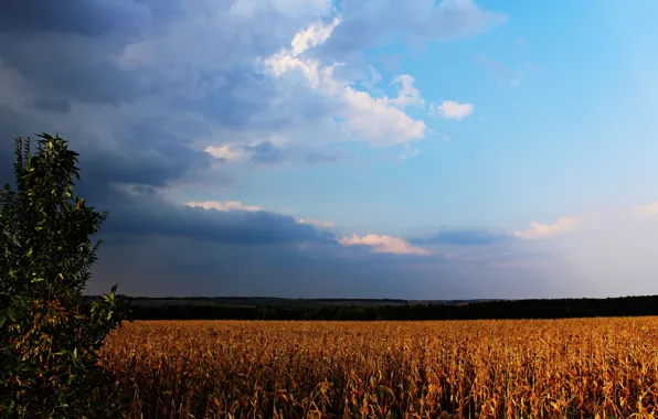 Picture the storm, summer, the sun, sunset, clouds, nature