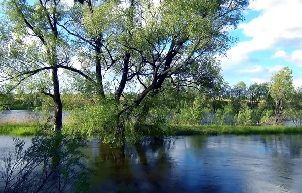 Picture water, background, Wallpaper, spring, River, willow, Siberia