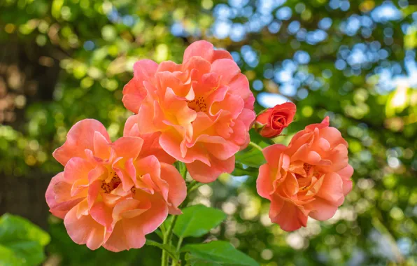 Picture leaves, orange, roses, bokeh, rose Bush