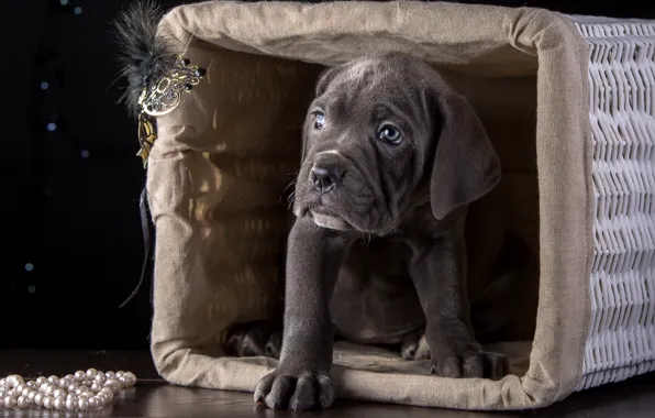 Basket, puppy, breed, cane Corso