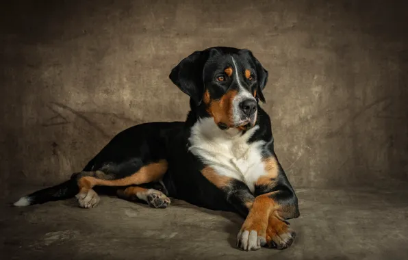 Picture face, wall, dog, paws, lies, on the floor, dog